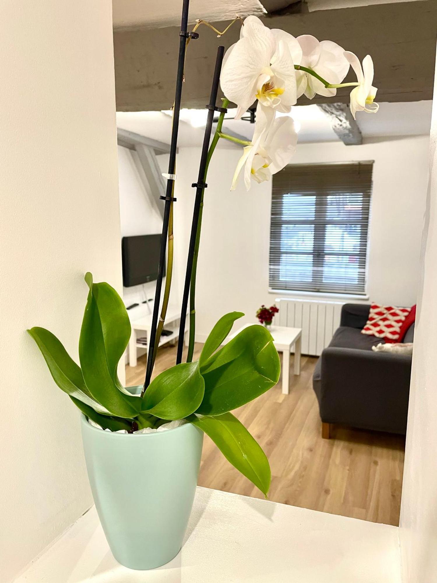 Strasbourg Magnifique Appartement Centre Ville Petite France Extérieur photo